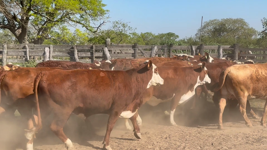 Lote 28 Vacas de invernar en Corrientes, Goya