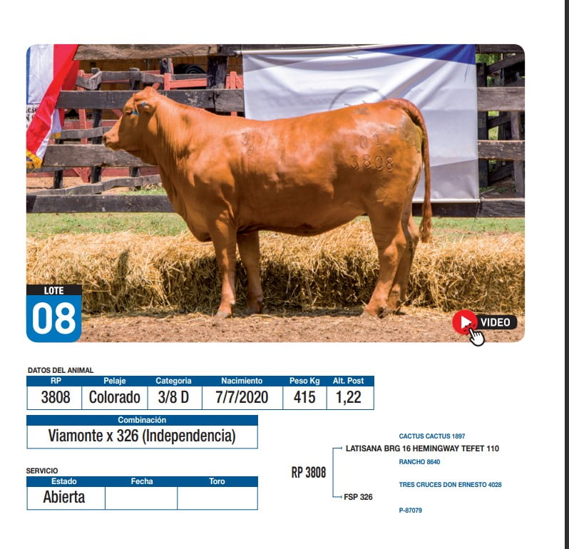 Lote Viamonte x 326 (Independencia)