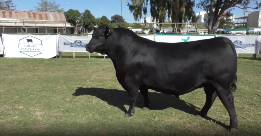 Lote Toro Aberdeen Angus Negro PP - RP 124 - Cabaña La Esperanza