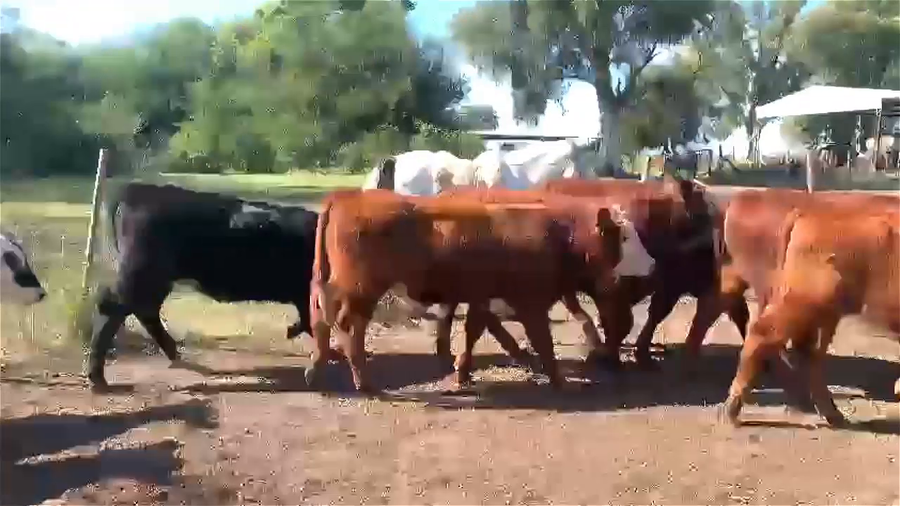 Lote 60 NOVILLITOS/VAQUILLONAS