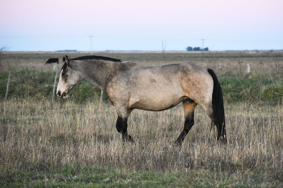 Lote DISCORDIA CALA BASSA