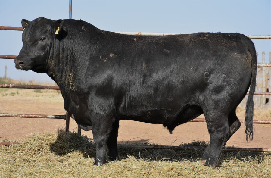 Lote TOROS (Corral 9)