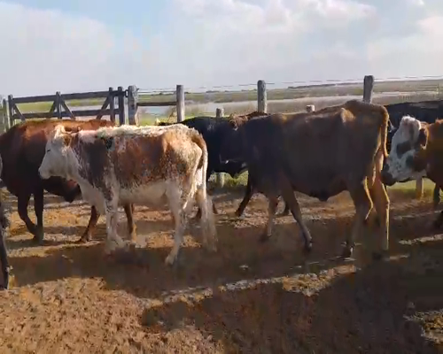 Lote 34 Vacas medio uso C/ gtia de preñez en Esquina, Corrientes