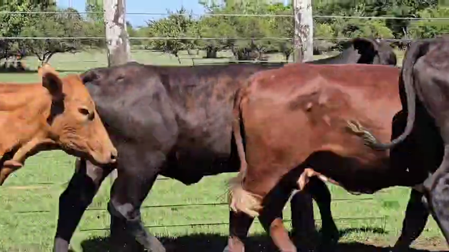 Lote 50 Vacas de invernar