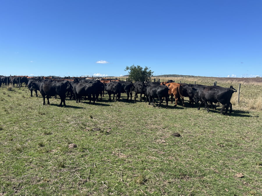 Lote VACAS INVERNADA