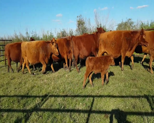 Lote ANGUS “EL CALÁ” de R. Garat VACAS  COLORADAS PREÑADAS