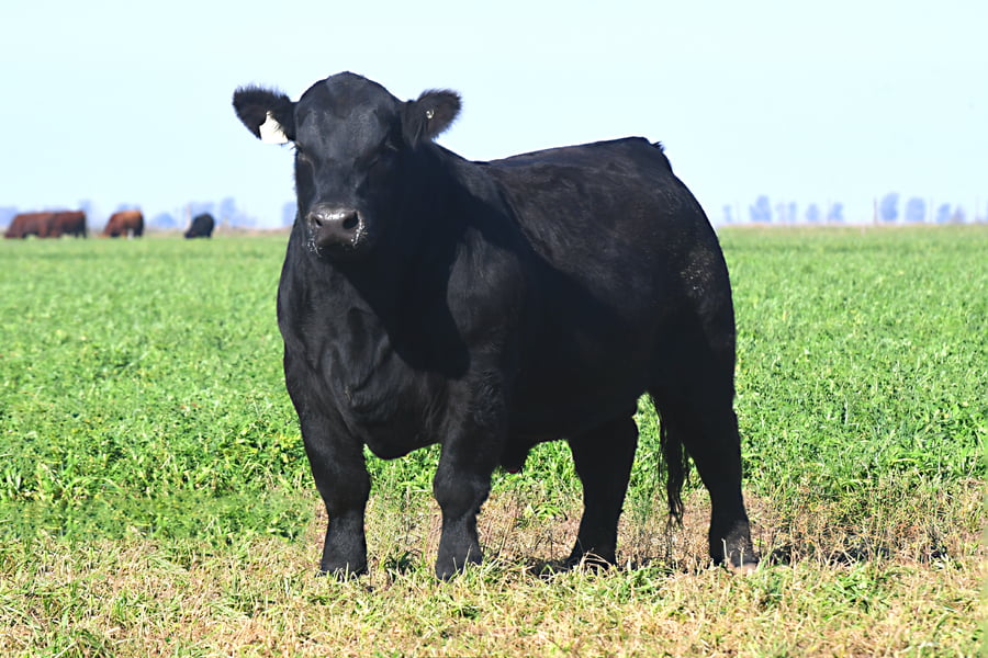 Lote RP 18580 - TOROS PP ELITE