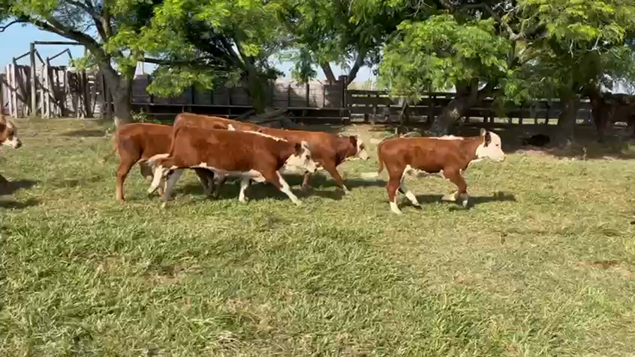 Lote 150 Terneros