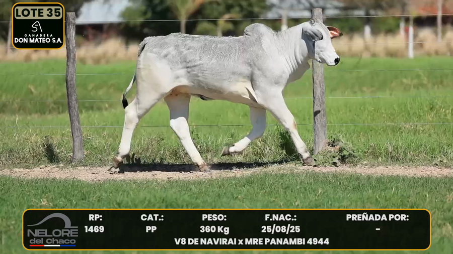 Lote LOTE 35