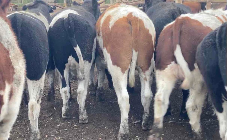 Lote 12 Novillo Gordo en María Pinto, Región Metropolitana