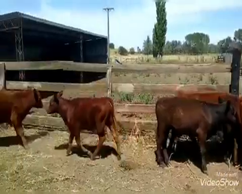 Lote 12 Terneros/as en Chascomús, Buenos Aires