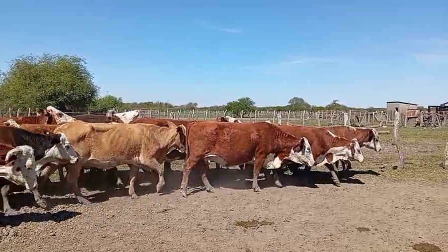 Lote 45 Vacas de invernar