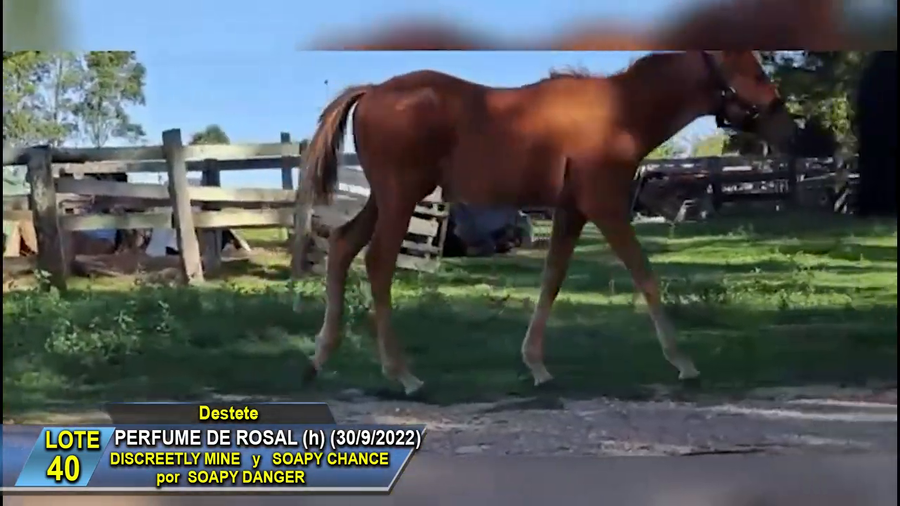 Lote Perfume de Rosal