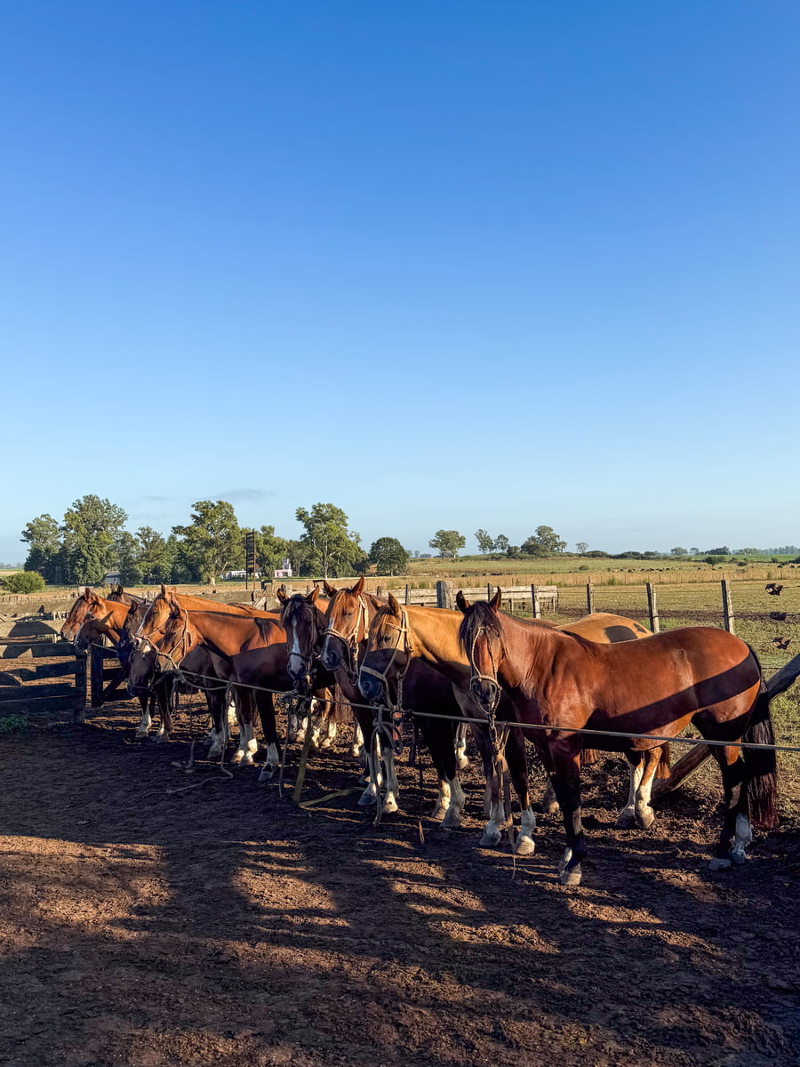 Lote VIRTUD INOCENCIA
