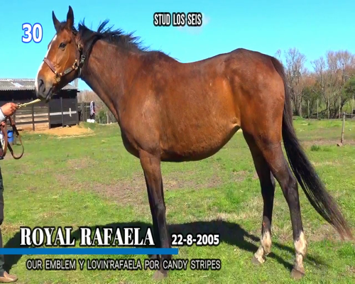 Lote ROYAL RAFAELA