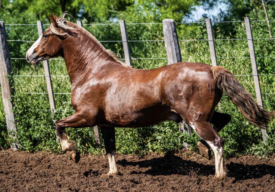 Lote DEL OESTE MATADOR