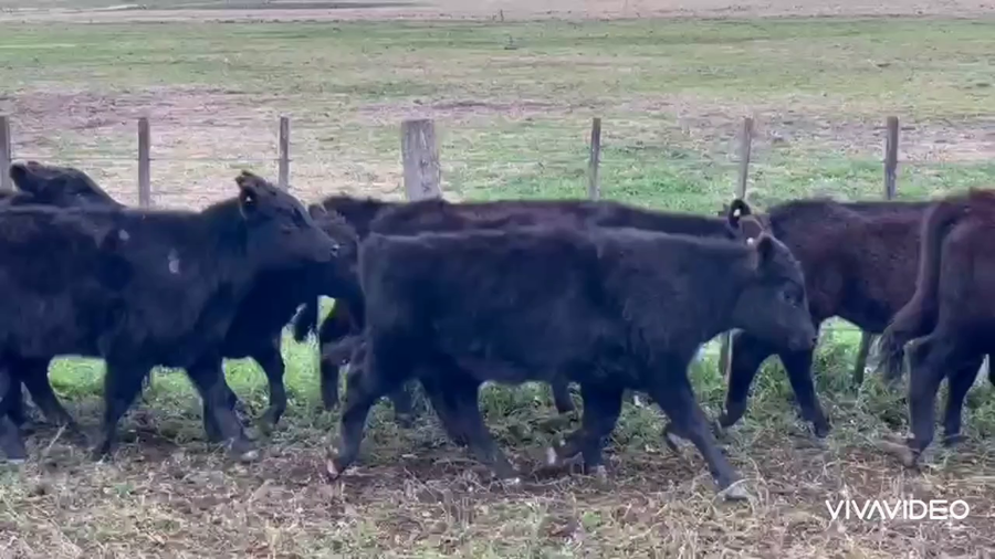 Lote 59 Terneros/as en Cañuelas, Buenos Aires