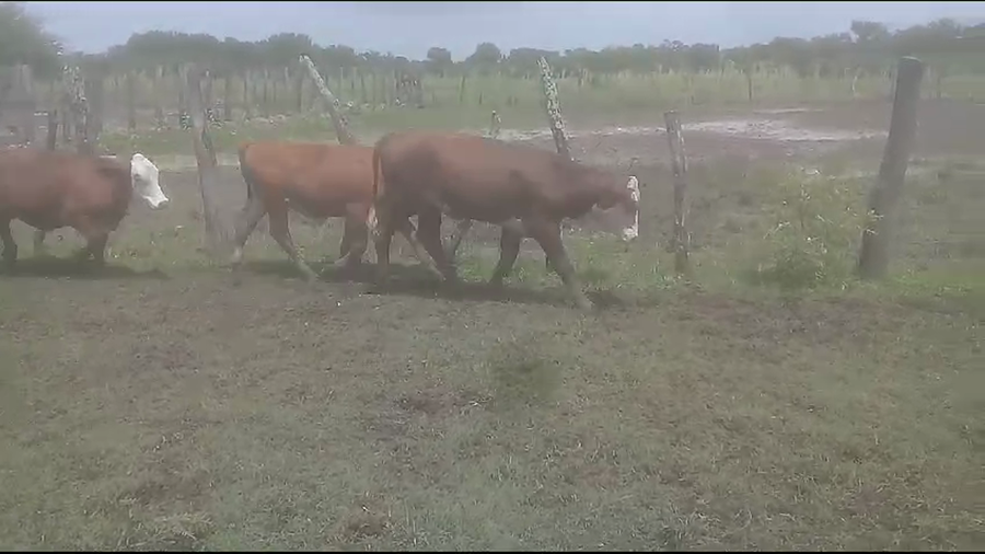 Lote 120 Novillitos