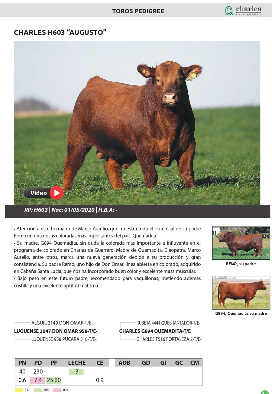 Lote TOROS PEDIGREE