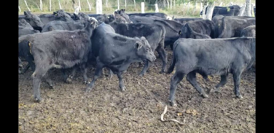 Lote 30 Terneros en Entre Ríos, Villaguay