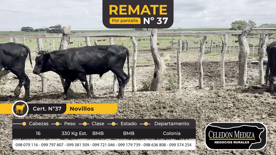 Lote 16 Novillos en La Horqueta, Colonia