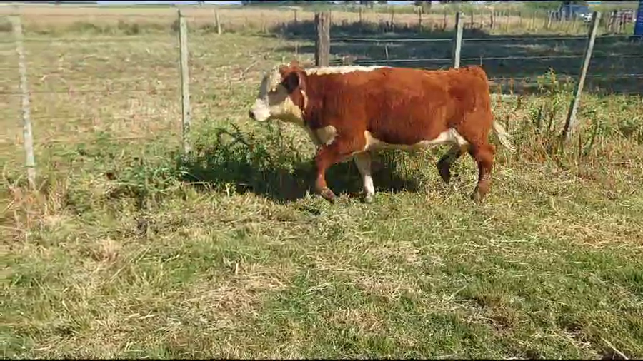 Lote 9 Terneros y Terneras Hereford y Angus a remate en Ultima Pantalla del Año - Escritorio Camy en Ruta 1 Km 61