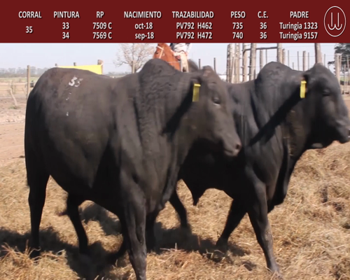 Lote TOROS BRANGUS DE CABAÑA LA TURINGIA