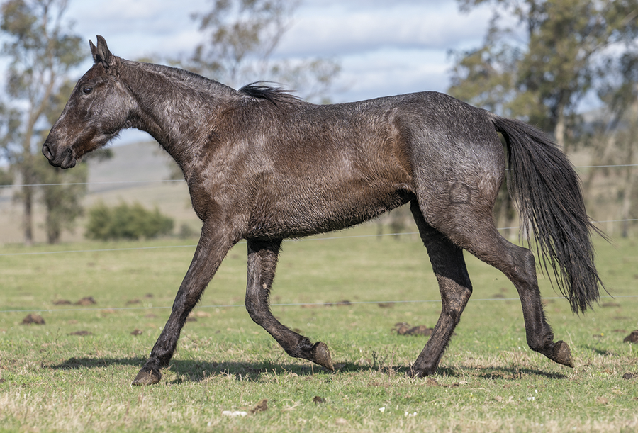 Lote SEGUNDO DEL CEIBAL