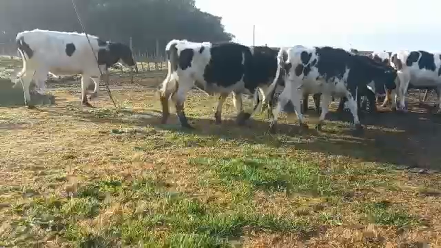Lote Novillos y Vaquillonas