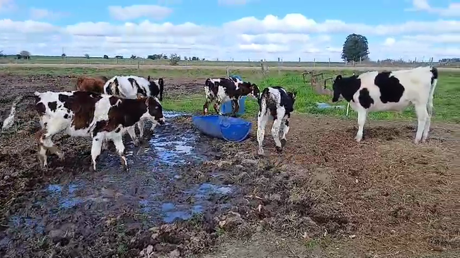 Lote 6 Terneros a remate en Pantalla Aniversario - Escritorio Camy 140kg - , San José