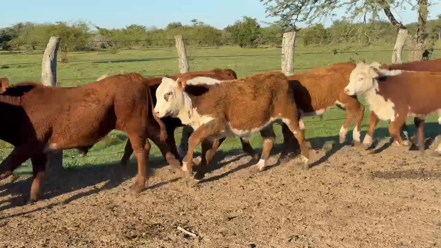 Lote 115 Terneros en Corrientes, Mercedes