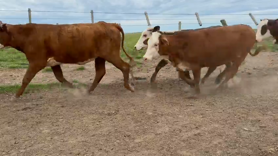 Lote 35 Vacas medio uso en Corrientes, Paso de Los Libres