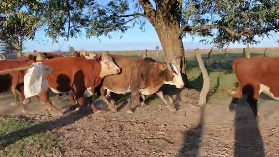 Lote 75 Vacas usadas preñadas