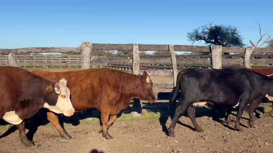 Lote 28 Vacas faena en Corrientes, Curuzú-Cuatiá