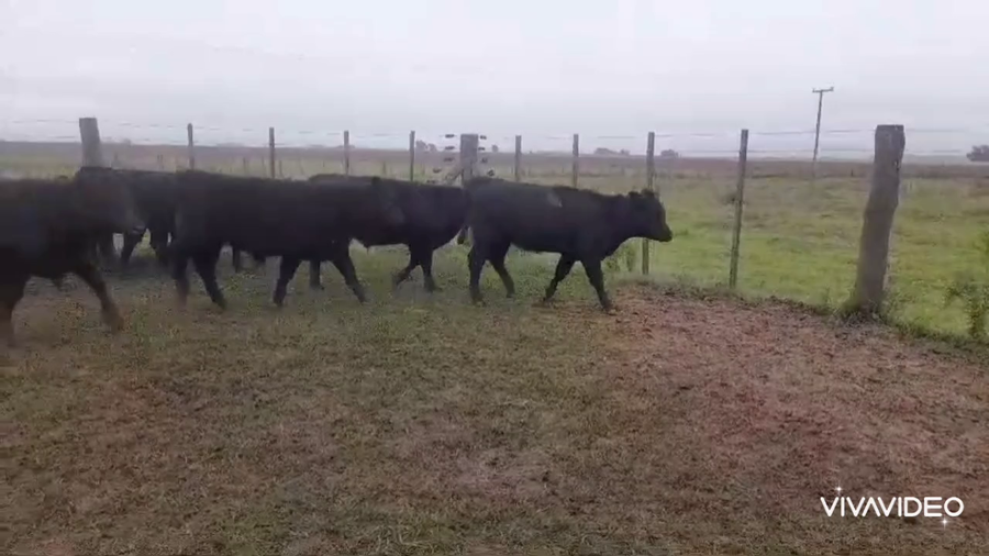 Lote 54 Terneros/as en Ayacucho, Buenos Aires