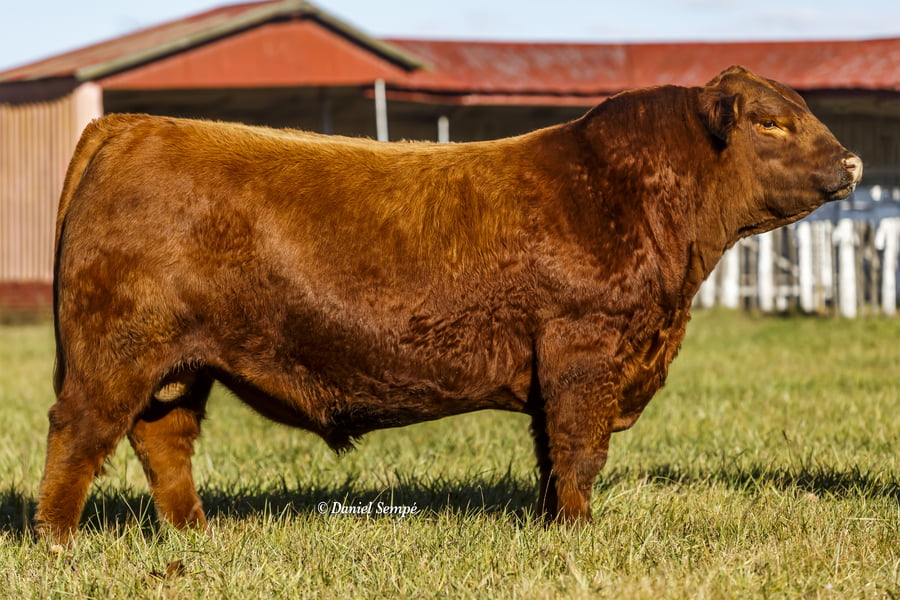 Lote Toro Puro de Pedigree Colorado