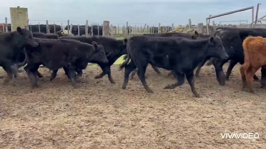 Lote 59 Terneros en Brandsen, Buenos Aires