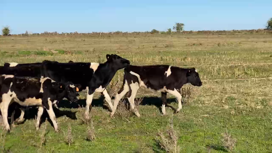 Lote 10 Terneros a remate en Pantalla Camy, San José