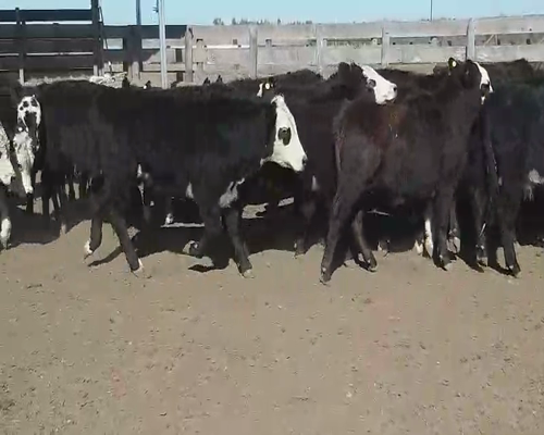 Lote 45 Terneros en Villaguay, Entre Ríos