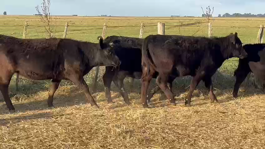 Lote 60 Terneras en Dolores, Buenos Aires