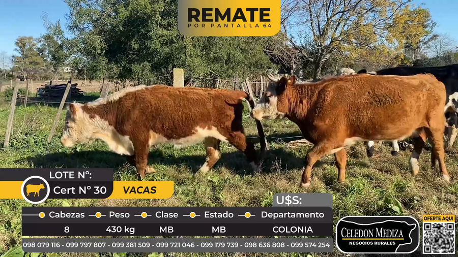 Lote 8 Vacas de Invernada en La Horqueta, Colonia