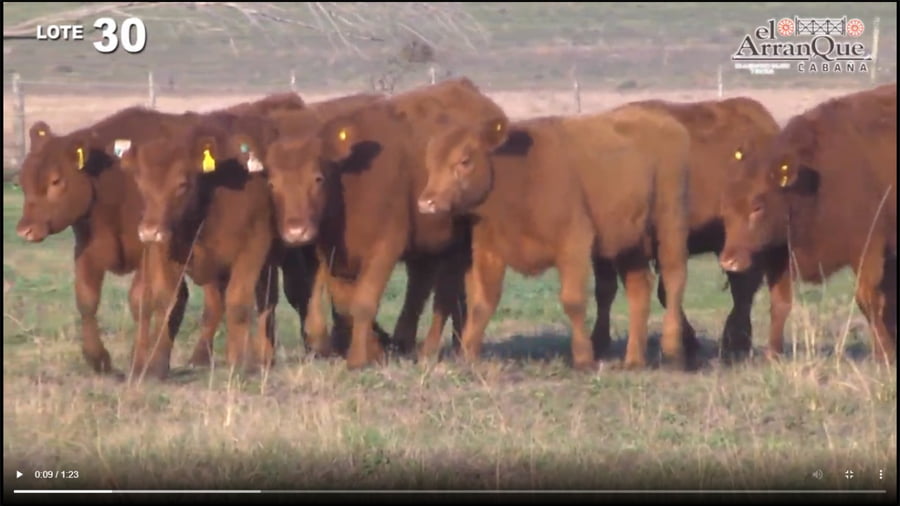 Lote 10 Vaquillonas Para Madre - Santa Anita, Entre Rios