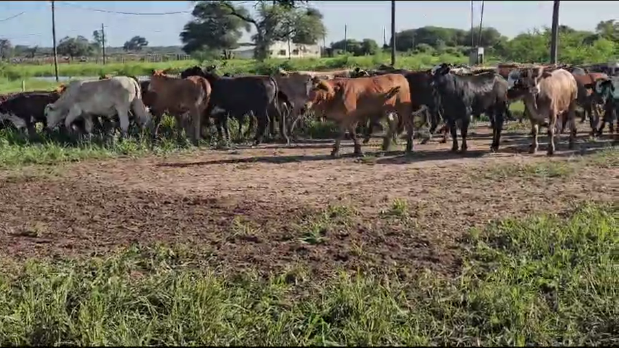 Lote 160 Novillos en Subteniente Perín, Formosa