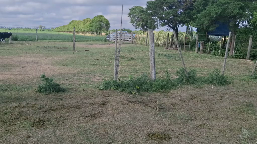 Lote 28 Novillos Holando Argentino en Sunchales, Santa Fe