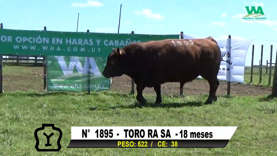 Lote TORO Nº 1895