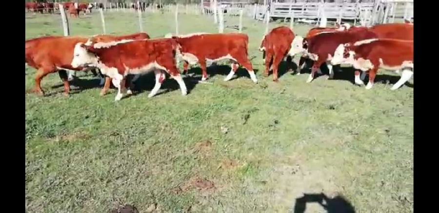 Lote 40 Terneros/as en Villaguay, Entre Ríos