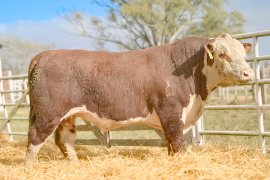 Lote Lote 14