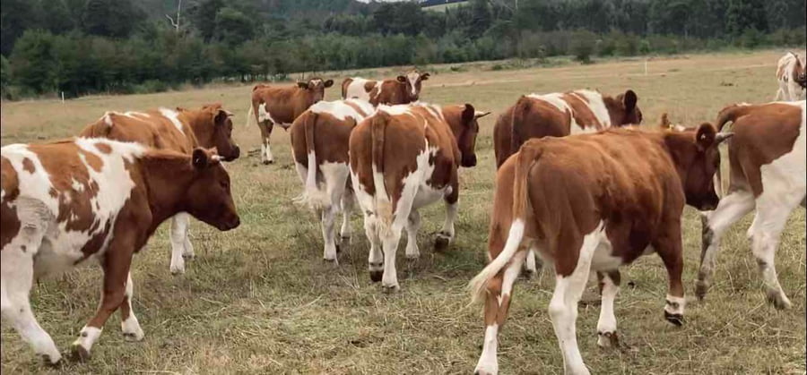 Lote 61 Novillo Engorda en Los Lagos, XIV Región Los Ríos