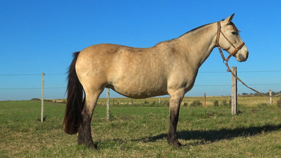 Lote MACARENA MILAGRO