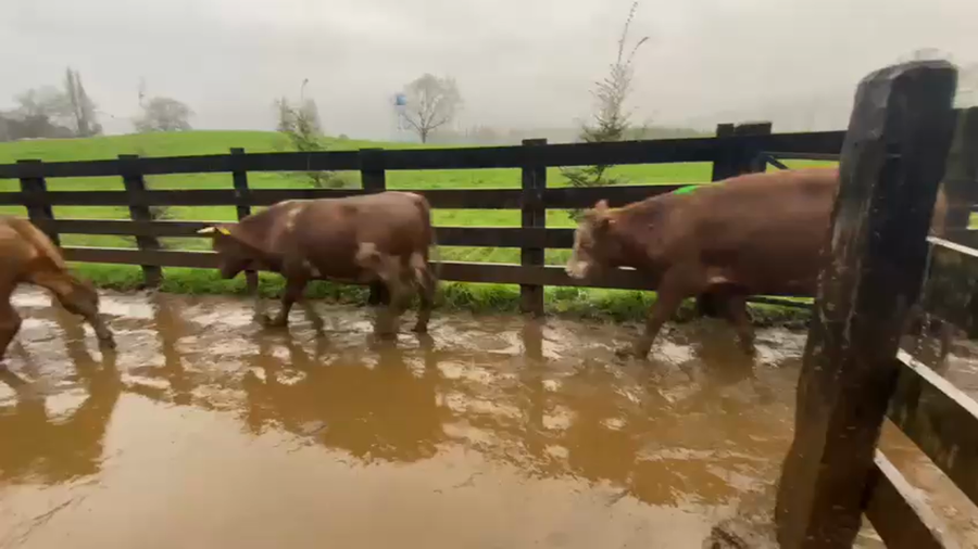 Lote 40 Novillo Engorda en Los Lagos, XIV Región Los Ríos